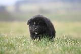 DOGUE DU TIBET 730